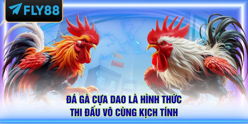 Đá gà cựa dao là hình thức thi đấu vô cùng kịch tính