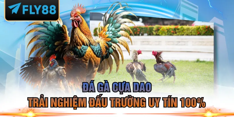 đá gà cựa dao