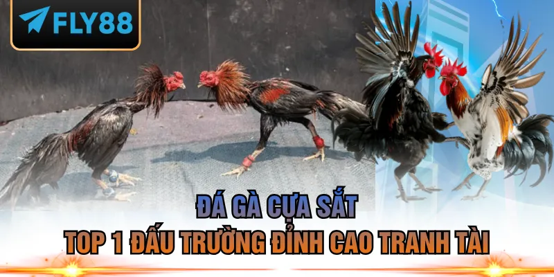 đá gà cựa sắt