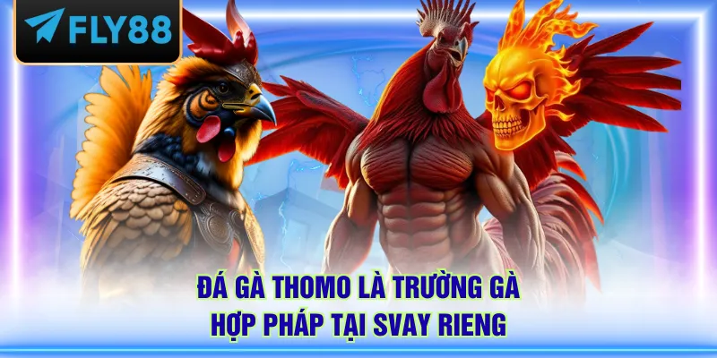 Đá gà Thomo là trường gà hợp pháp tại Svay Rieng
