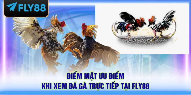 Điểm mặt ưu điểm khi xem đá gà trực tiếp tại FLY88