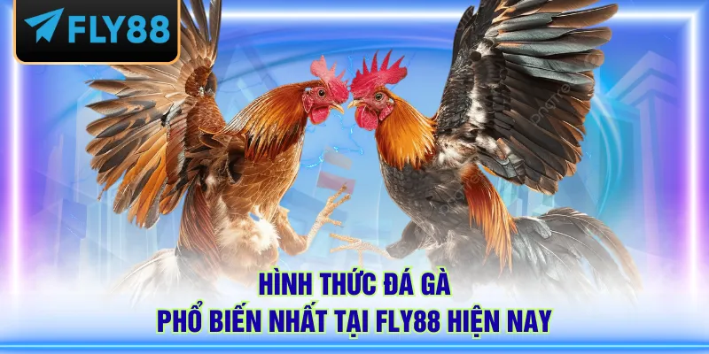 Hình thức đá gà phổ biến nhất tại FLY88 hiện nay