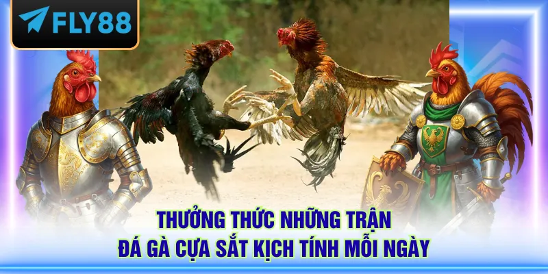 Thưởng thức những trận đá gà cựa sắt kịch tính mỗi ngày